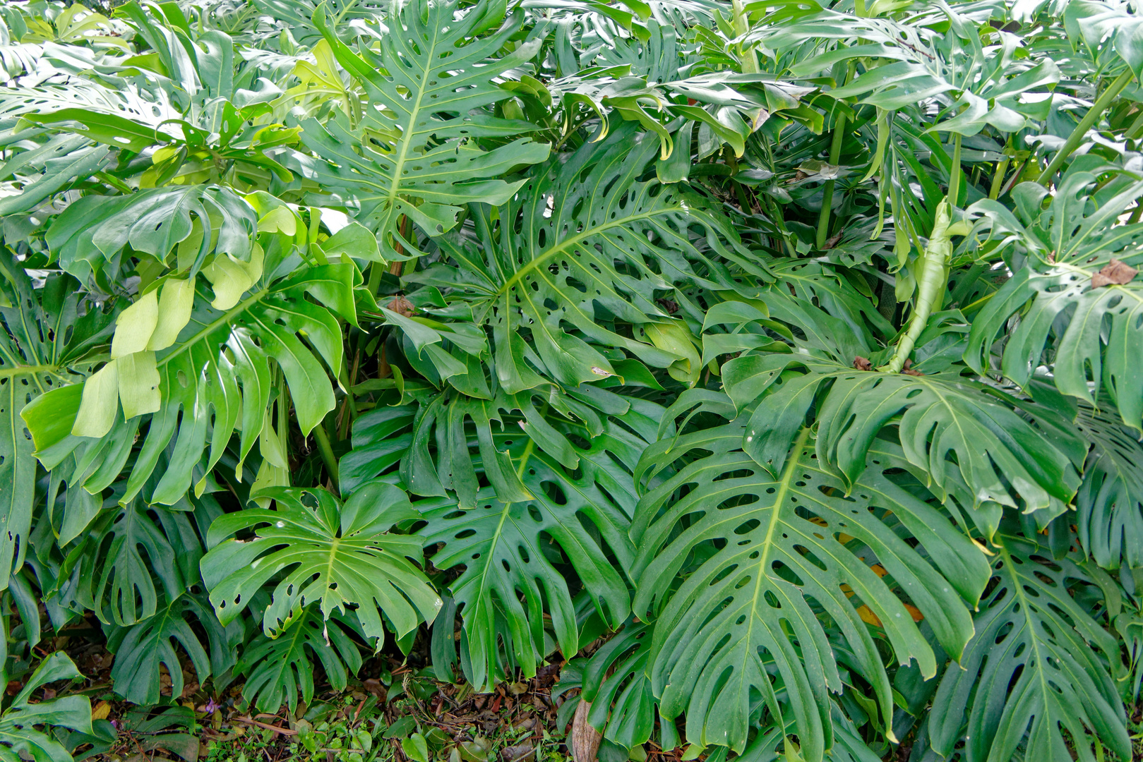 Philodendron