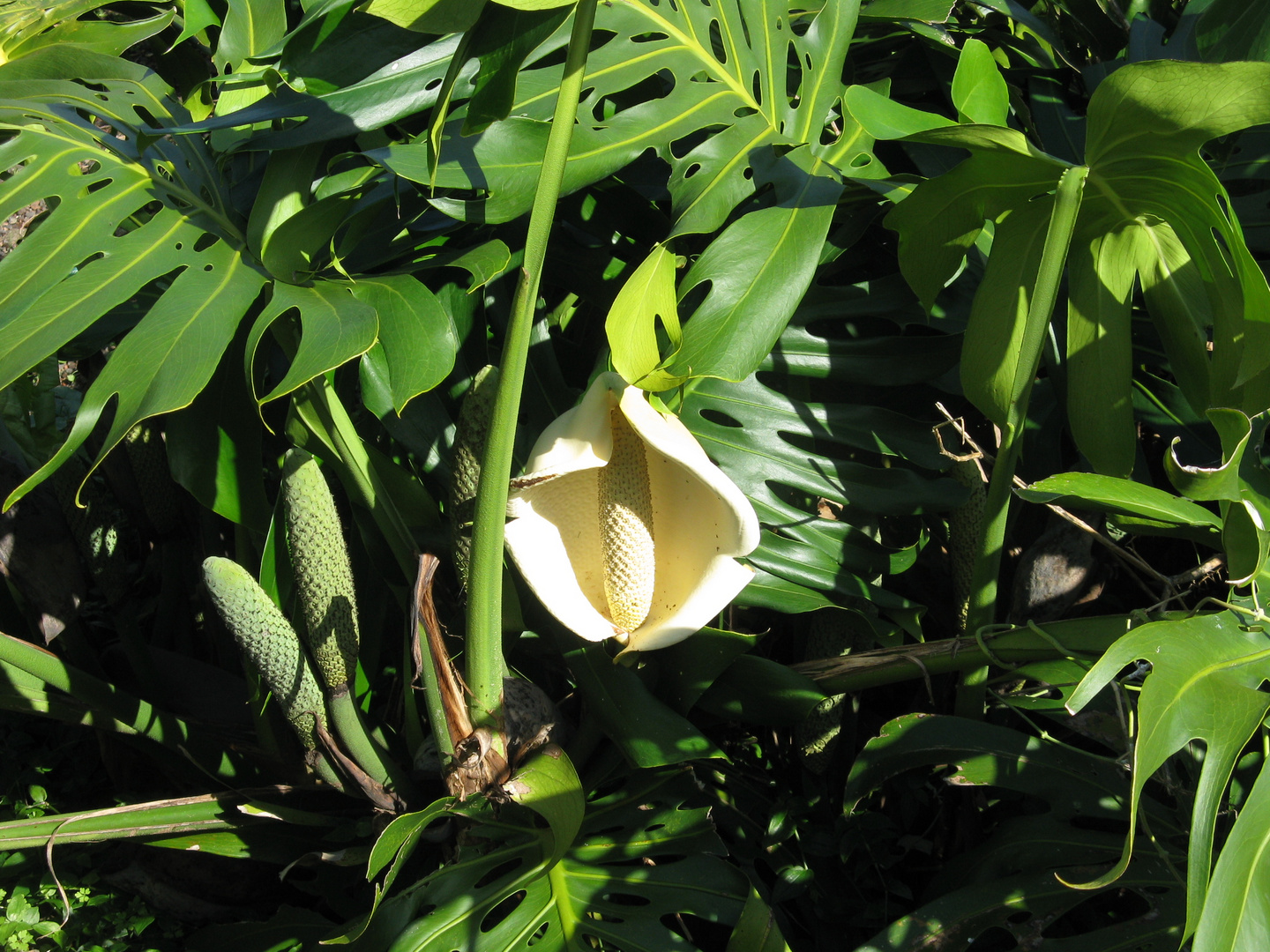 Philodendron