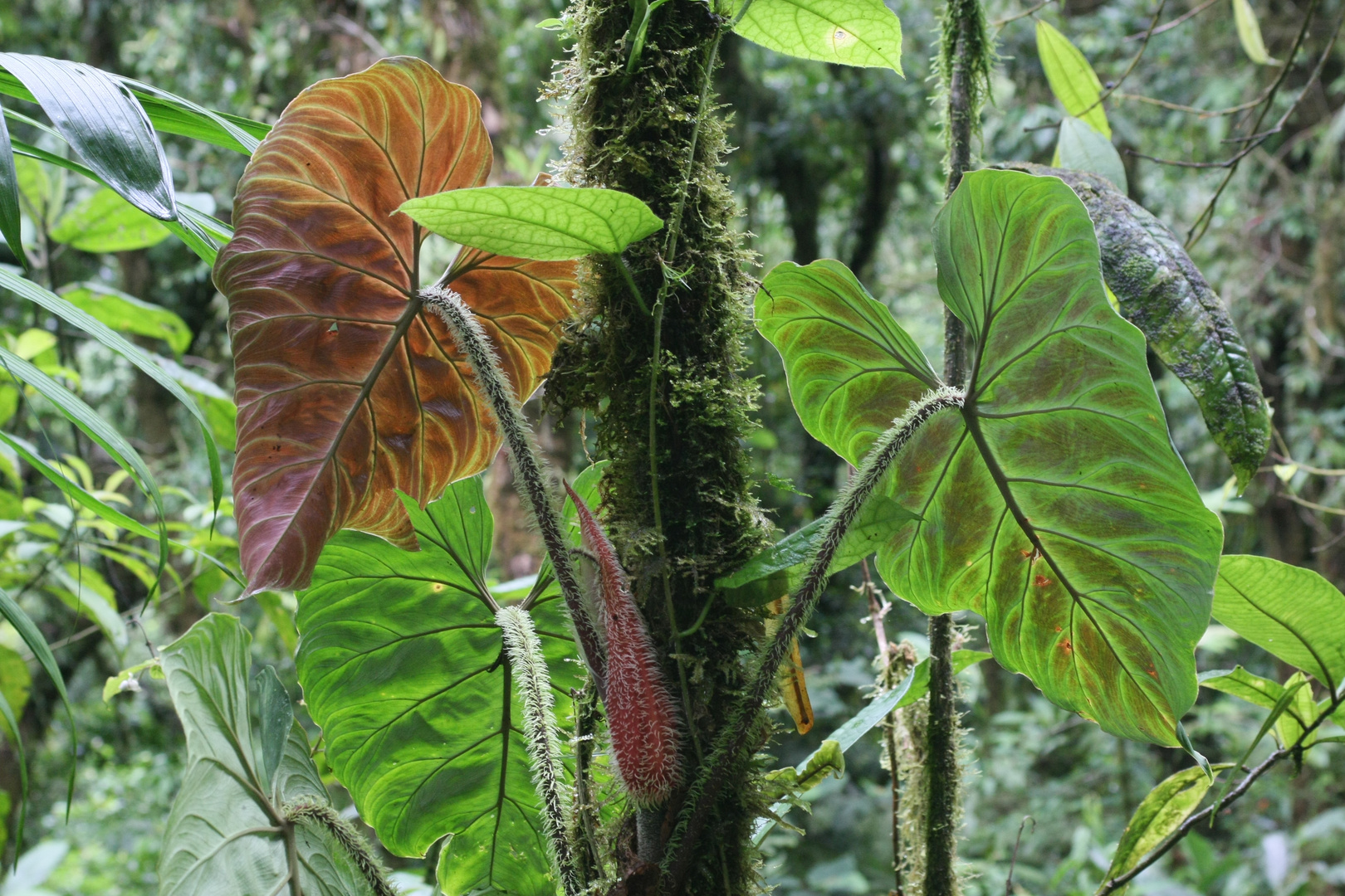 Philodendron