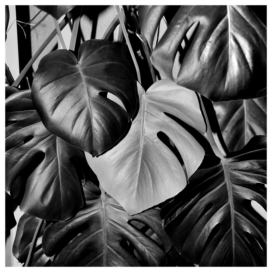 PHILODENDRON