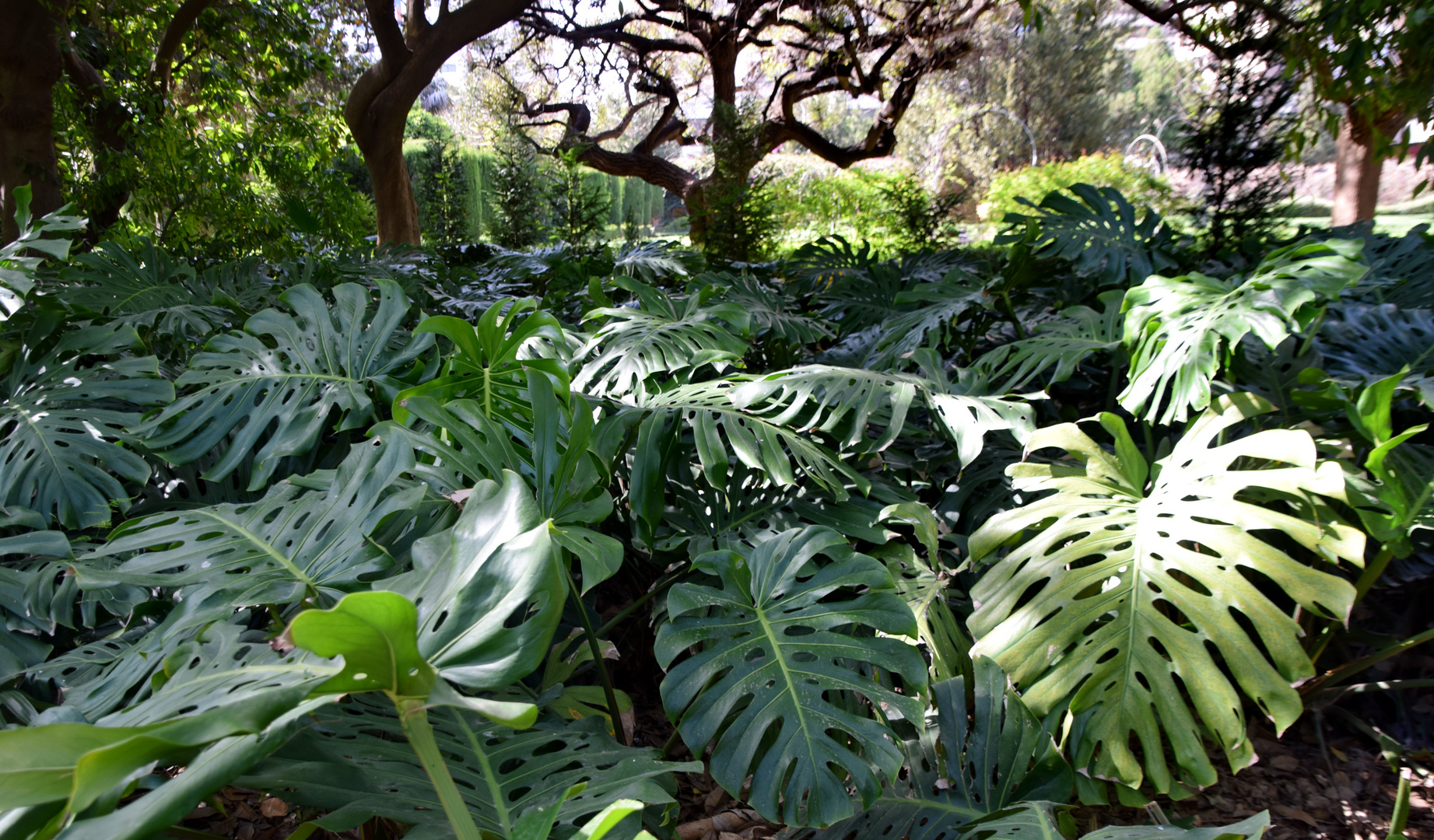 Philodendron