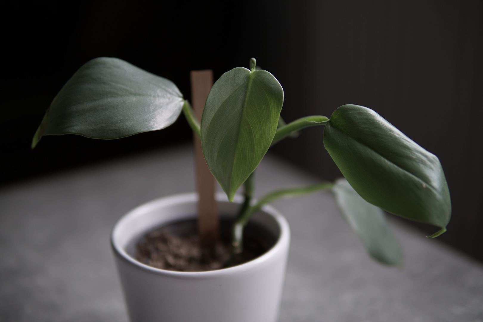 Philodendron hastatum silver swod