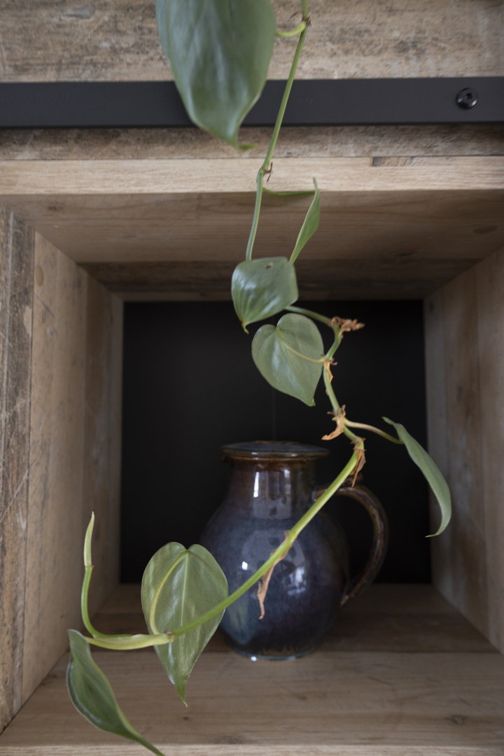 Philodendron scandens