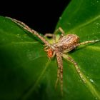 Philodromid crab spider - Philodromidae - Laufspinne
