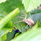 Philodromus albidus,rufus,Flachstrecker