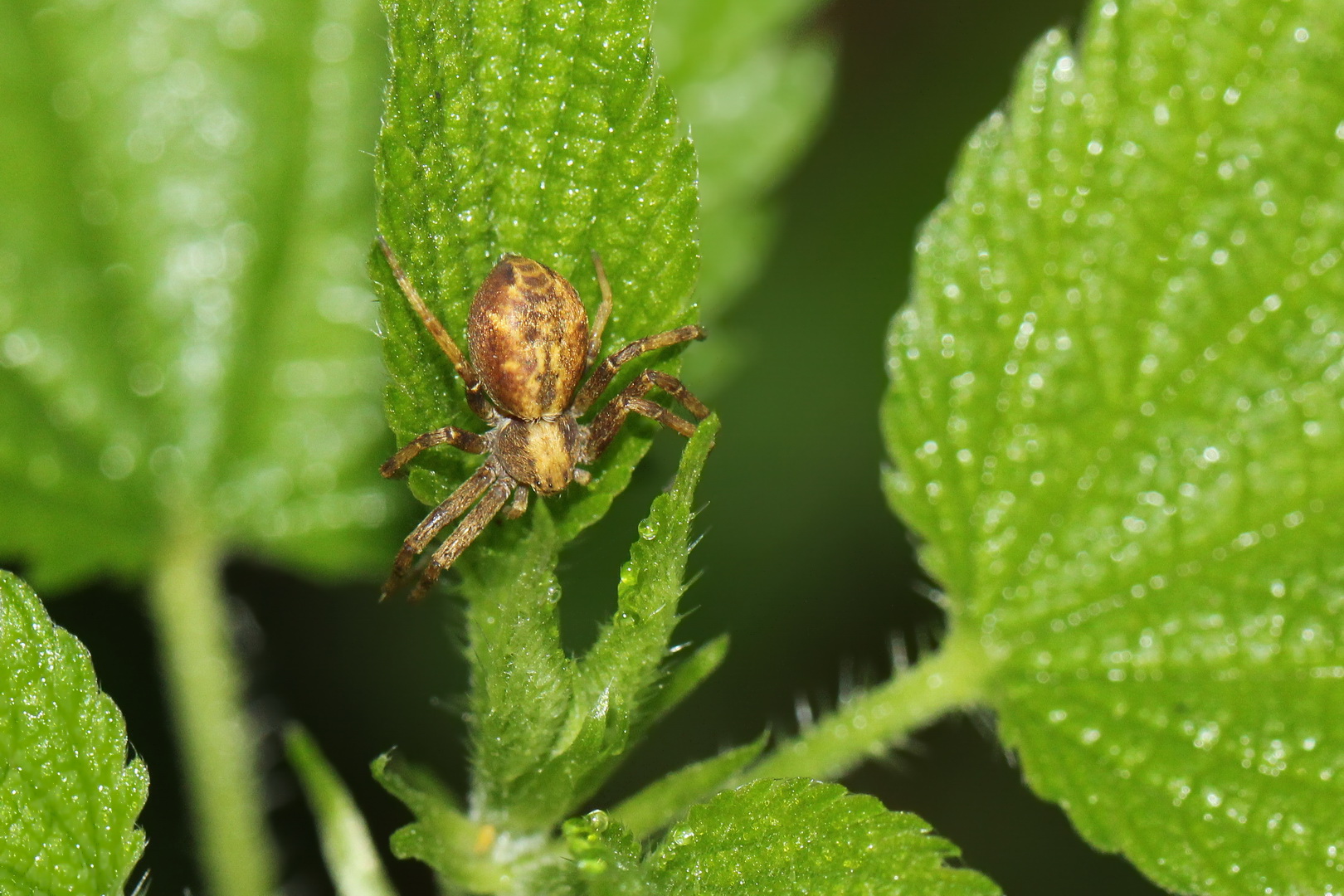 Philodromus cespitum