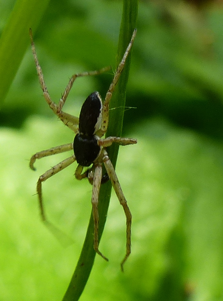 Philodromus dispar (Männchen)