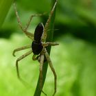 Philodromus dispar (Männchen)