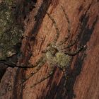 Philodromus margaritatus, der Große Rinden-Flachstrecker