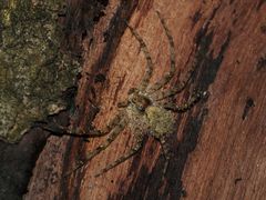 Philodromus margaritatus, der Große Rinden-Flachstrecker