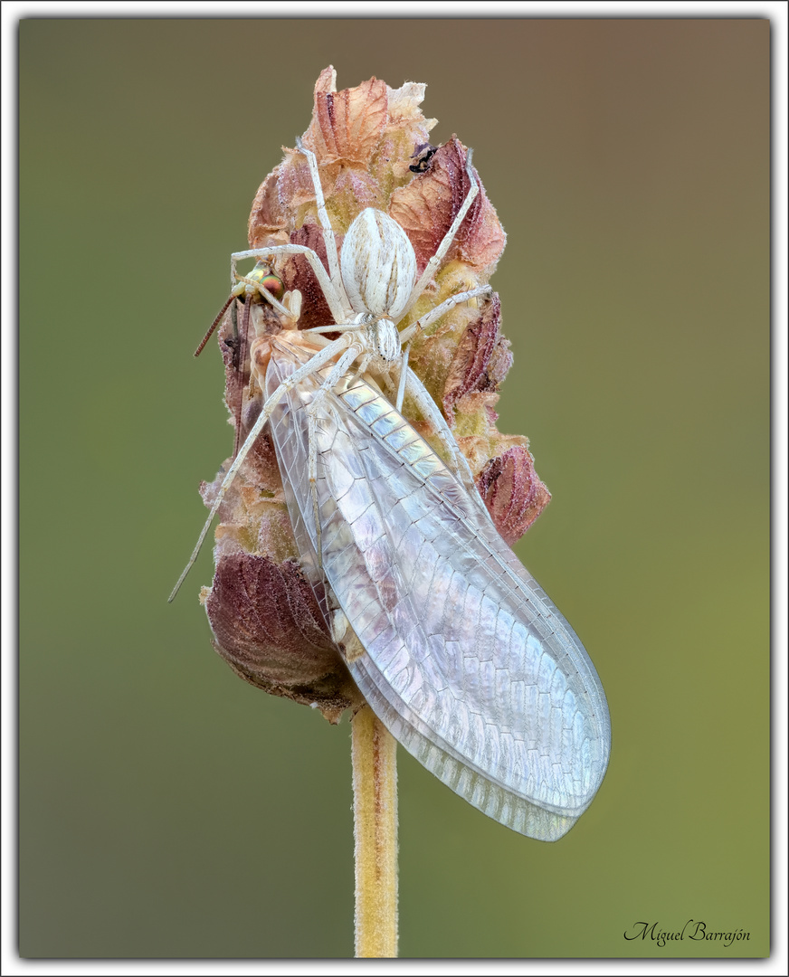 Philodromus sp. y Italochrysa italica