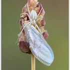 Philodromus sp. y Italochrysa italica