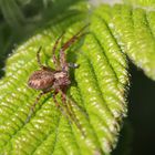 Philodromus spec.