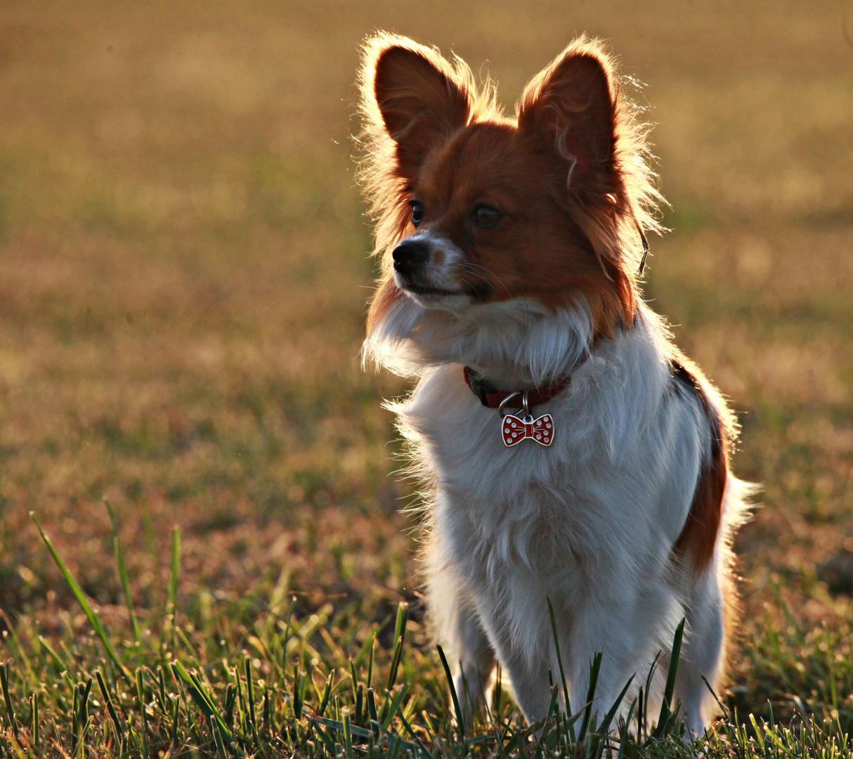 Philomena im Herbstlicht