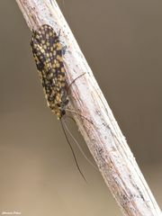 Philopotamus montanus