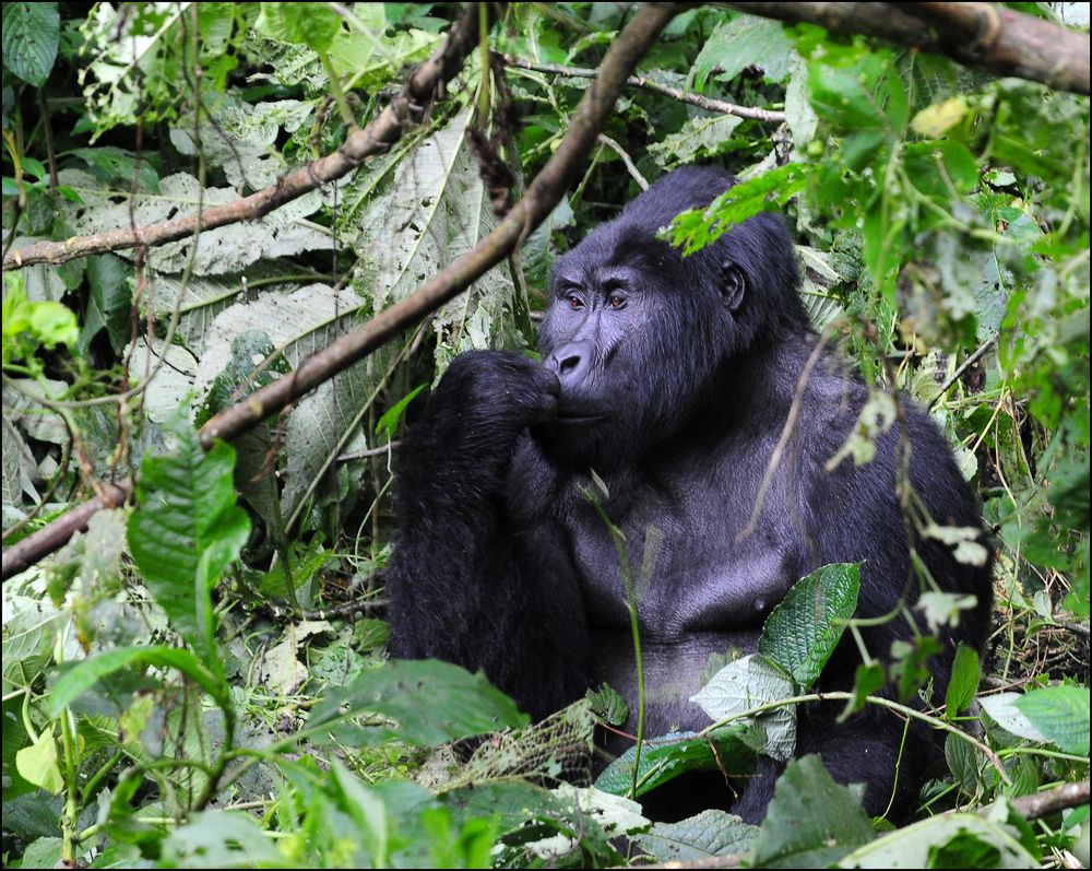 Philosoph im Bwindi National Park