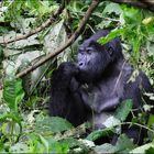 Philosoph im Bwindi National Park