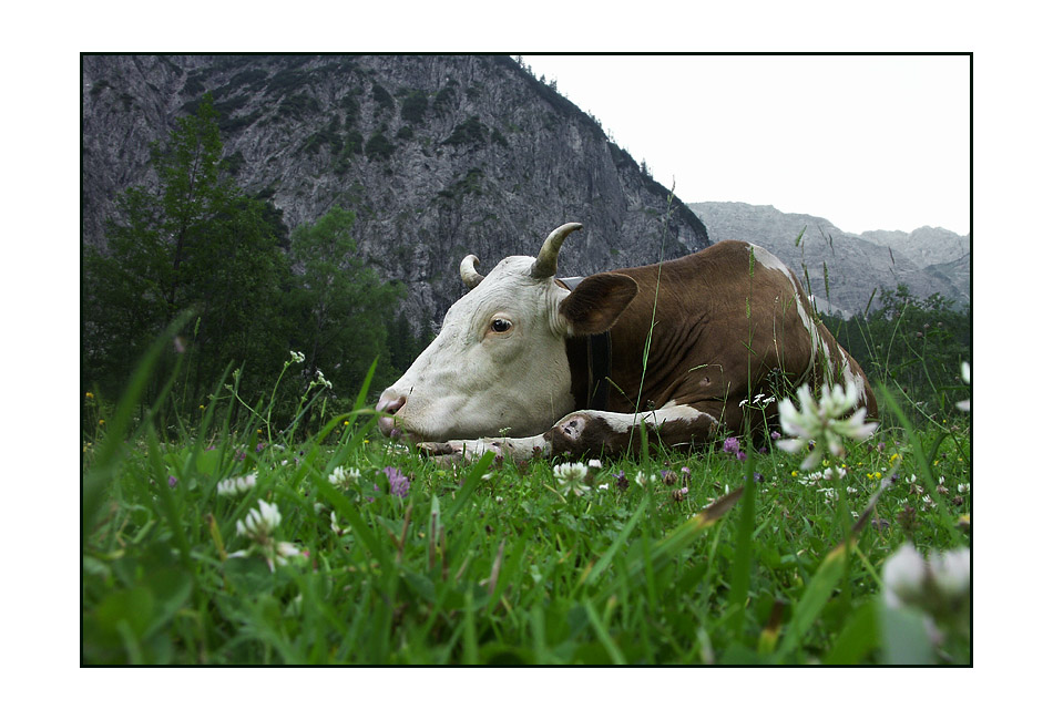 philosophieren auf der Alm