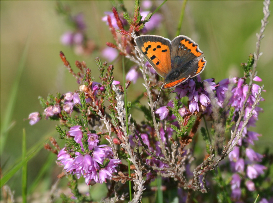 Phlaeas und Calluna