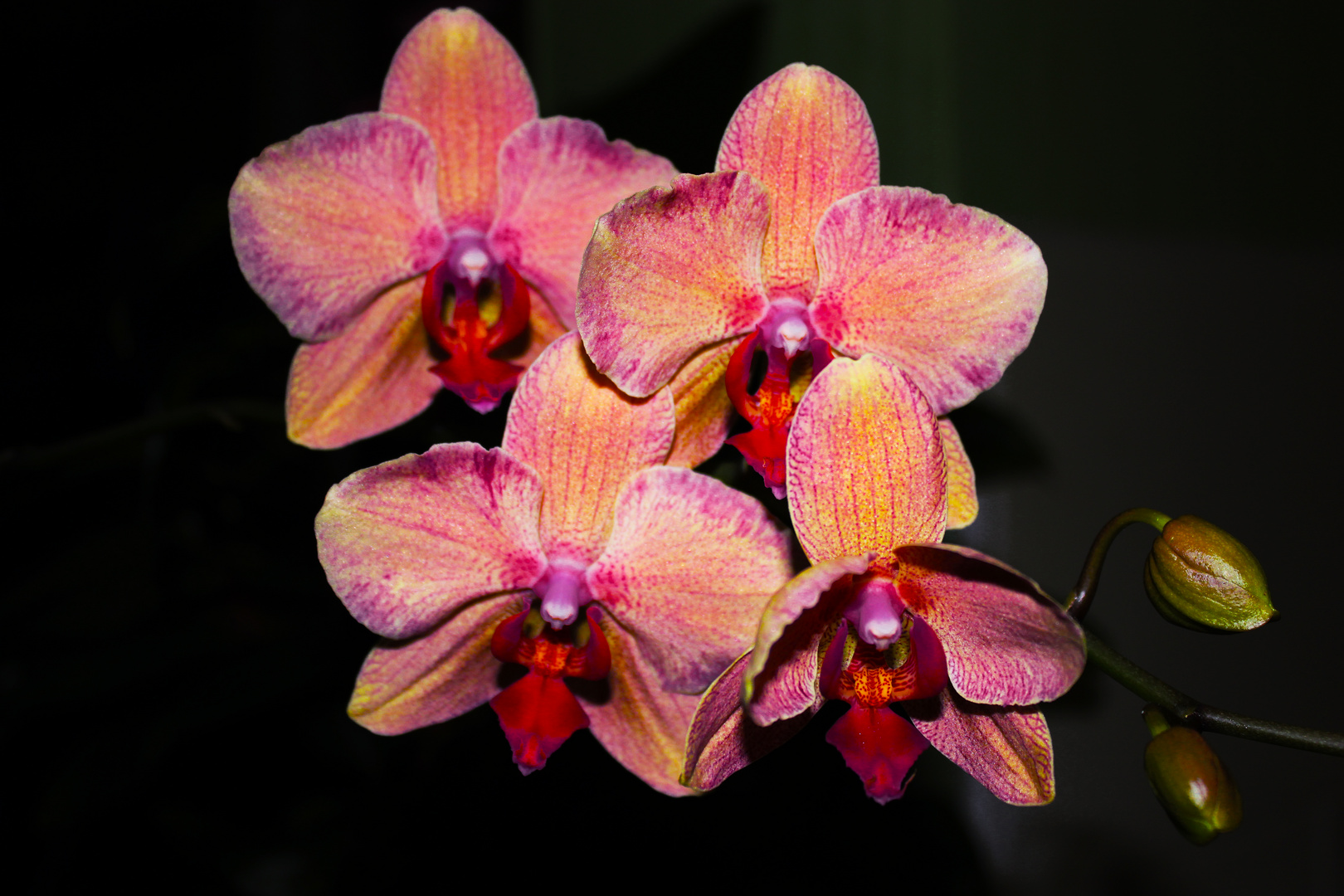 Phlaenopsis-Hybride (Orchid)