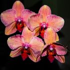 Phlaenopsis-Hybride (Orchid)