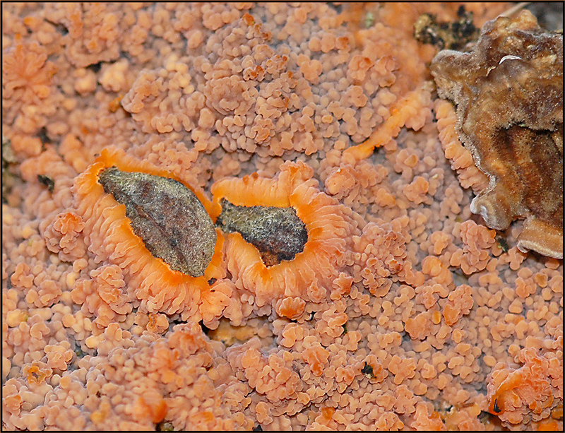 Phlebia radiata-Orangeroter Kammpilz