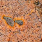 Phlebia radiata-Orangeroter Kammpilz