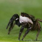 Phlegra lineata (C.L. Koch, 1846), adultes Männchen (Salticidae, Springspinnen)