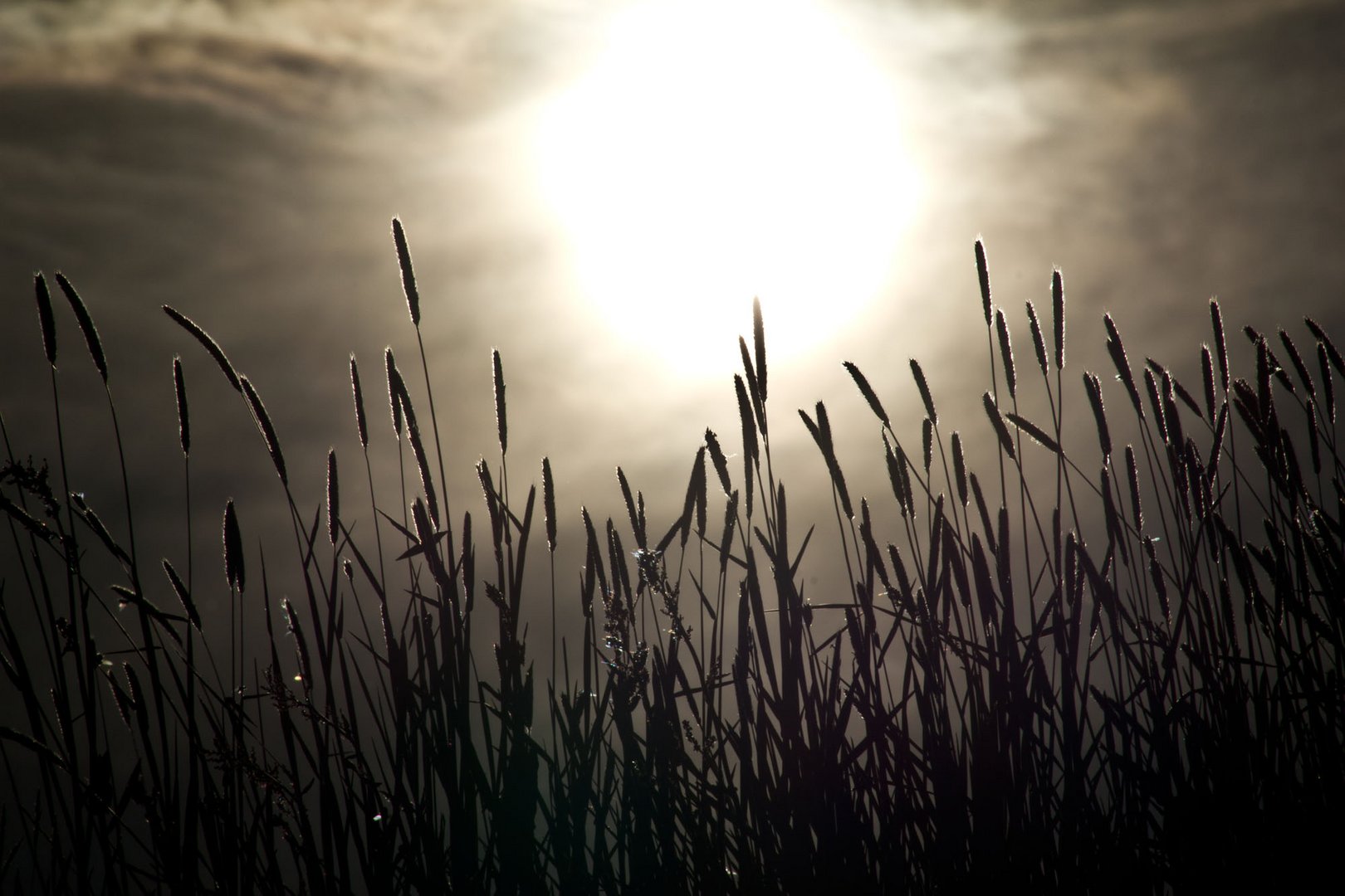 Phleum Sunset