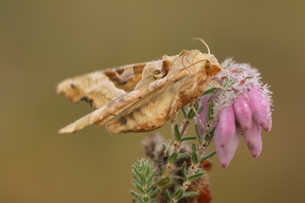 " Phlogophora meticulosa"