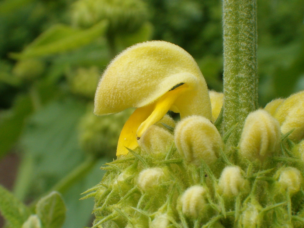 phlomis