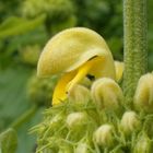 phlomis