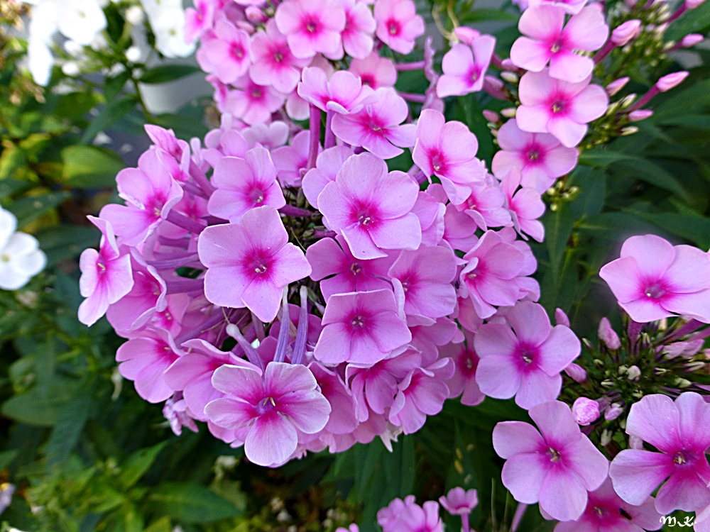 Phlox