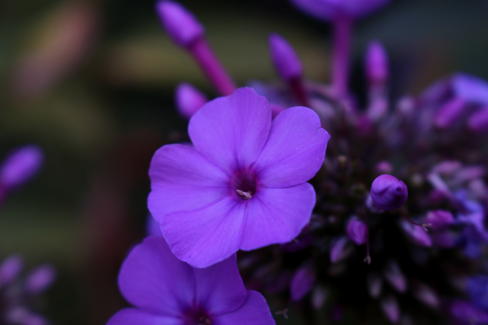 Phlox 1.0