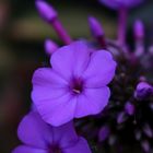 Phlox 1.0