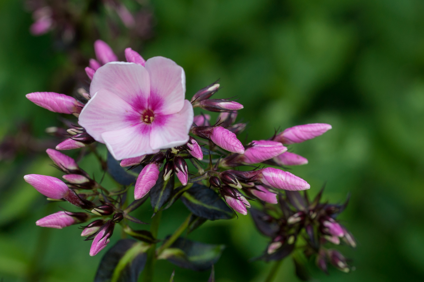 Phlox