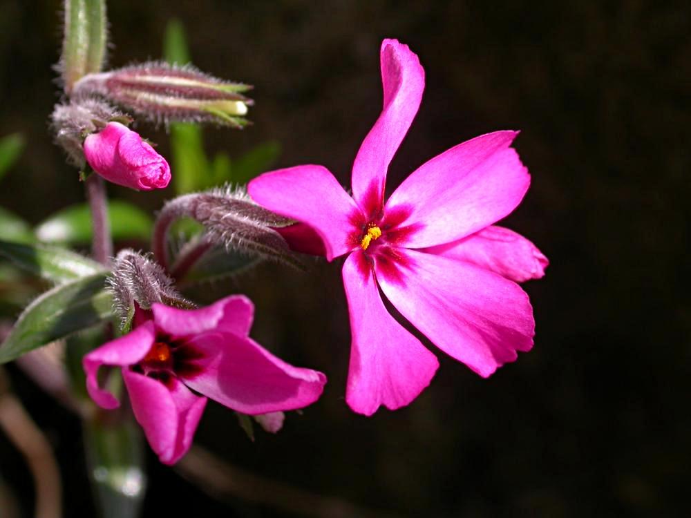 Phlox