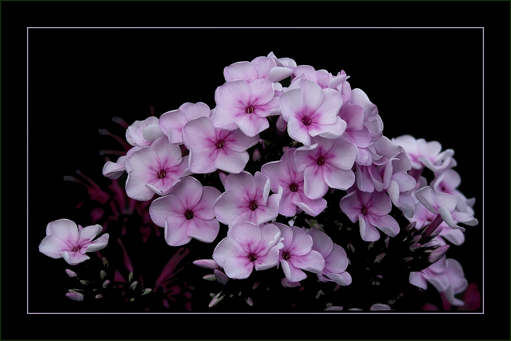 Phlox (2)