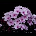 Phlox (2)