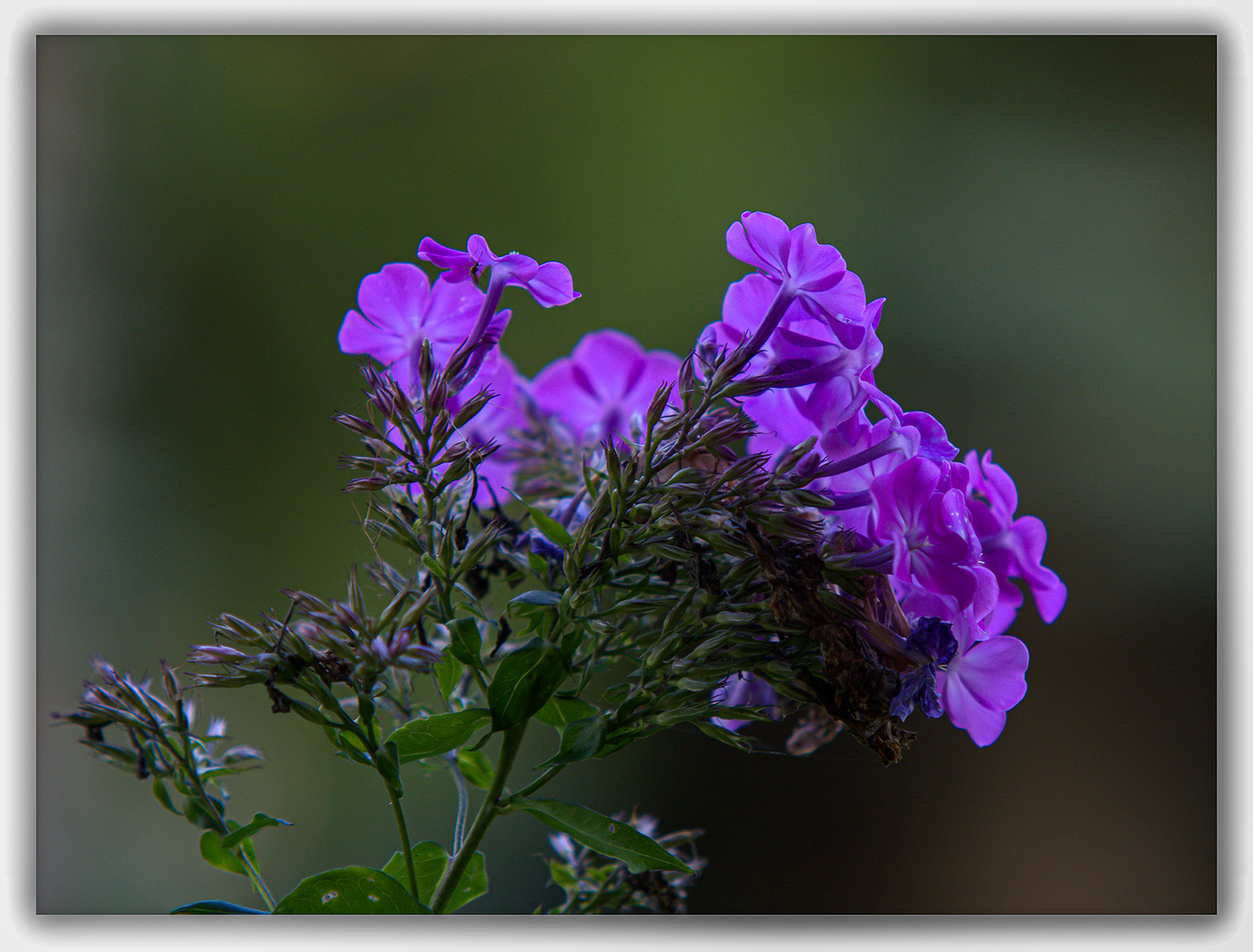 Phlox