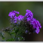 Phlox