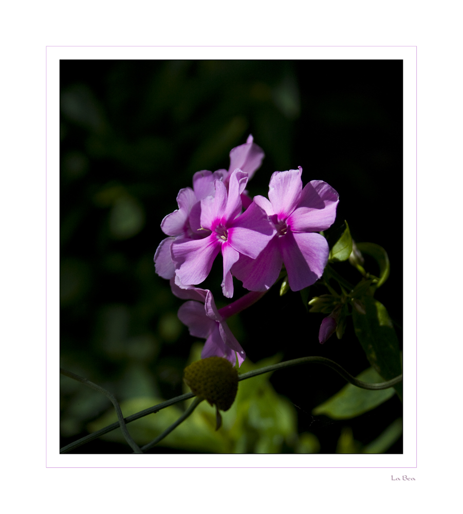 Phlox