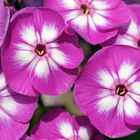 Phlox