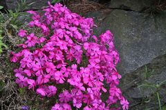 Phlox