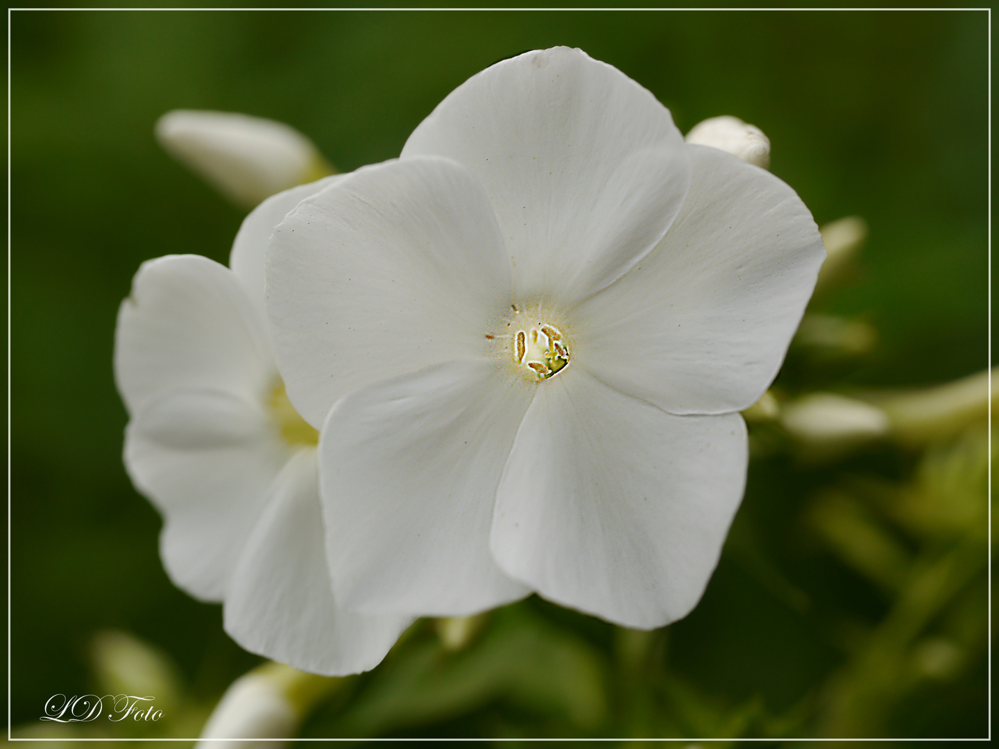 Phlox 3