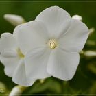 Phlox 3