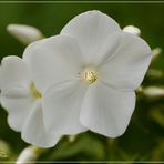 Phlox 3