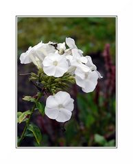 Phlox