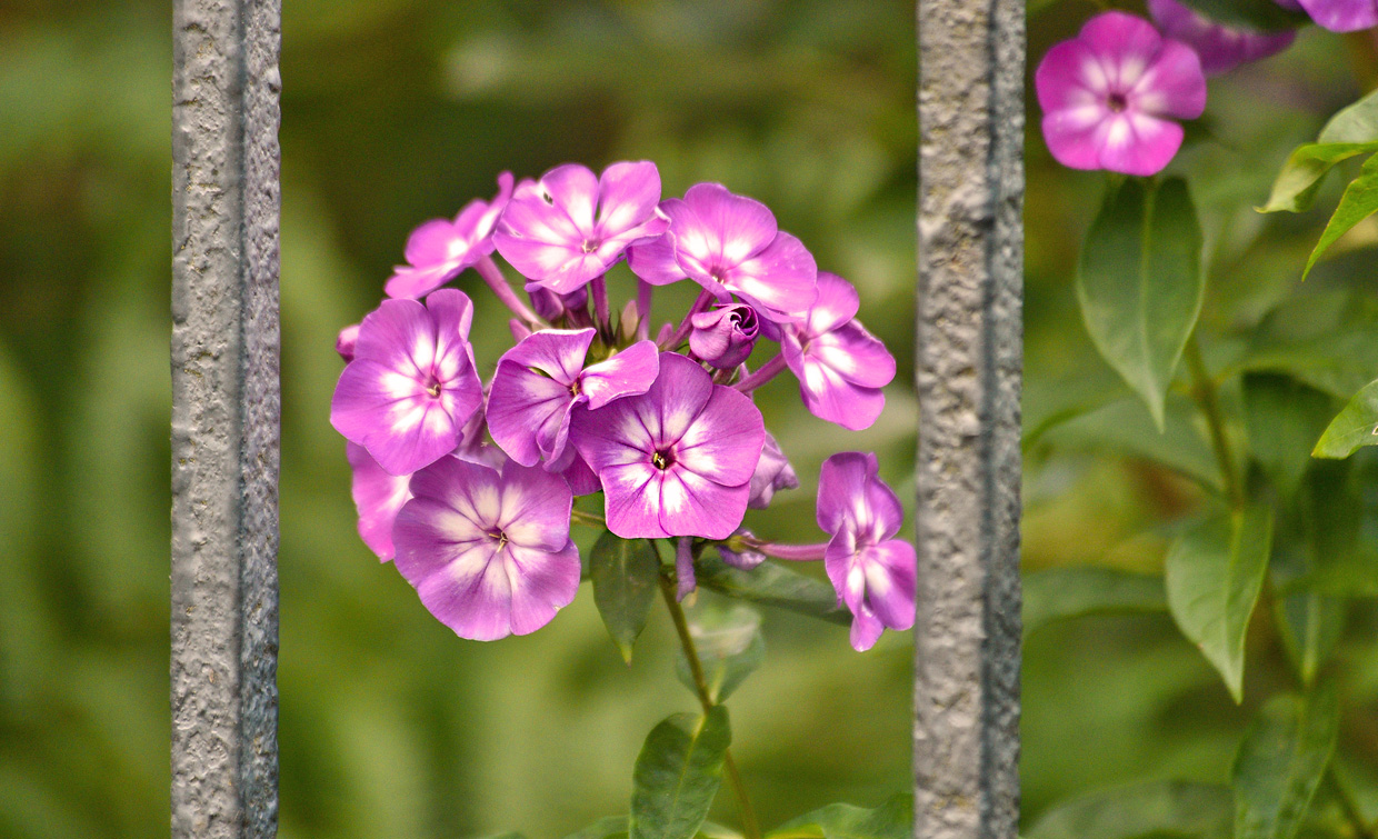 Phlox