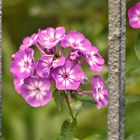 Phlox